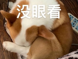 狗狗出现这些表现意味着缺少教养，再不管教全家丢脸