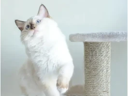 如果猫猫也躺平，它们的生活会变成什么样？