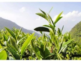 茶叶利润是暴利吗？深度解析行业盈利模式，揭秘茶叶真实利润空间