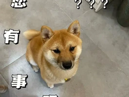 中看不中用的几种狗？天生很怂，别指望它保护你