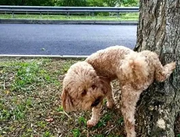 为啥越来越多人烦养狗的？说句大实话你别不爱听