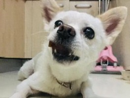狗狗不拆家还帮忙，养只贴心狗究竟能有多省心？