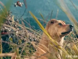 请为国犬发声！养土狗真不丢人，还记得陪你长大的大黄吗？