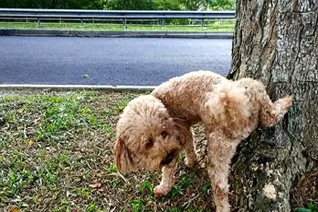 遛狗不牵绳问题_文明养犬标准_当狗不丢人