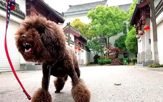 文明养犬标准_当狗不丢人_遛狗不牵绳问题