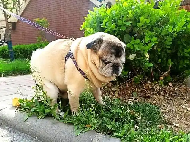 文明养犬标准_遛狗不牵绳问题_当狗不丢人