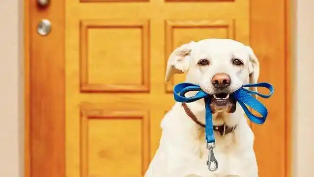 养狗孝顺父母矛盾_当狗不丢人_狗狗当家人看待争议
