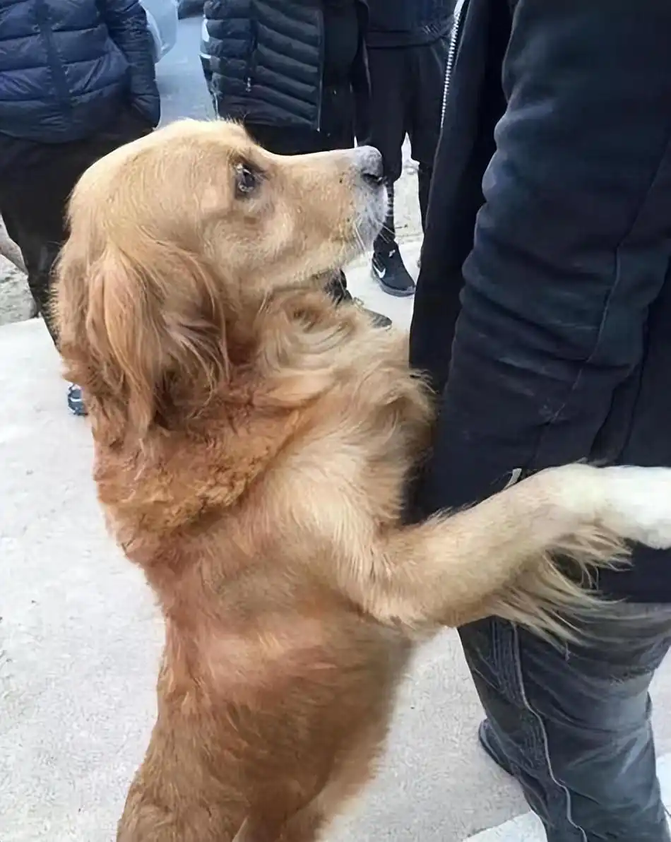 狗狗害怕被抛弃行为_当狗不丢人_狗狗体罚与心理伤害