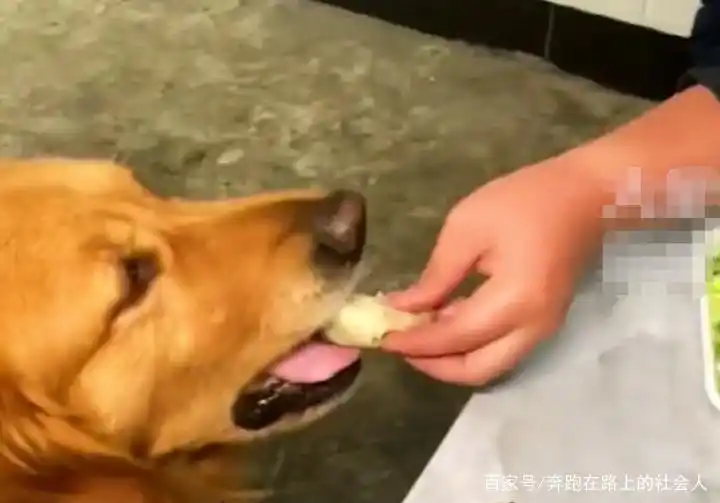 当狗不丢人_宠物狗饮食习惯_习惯养成与性格塑造