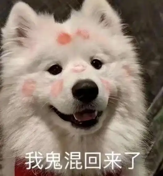 养狗人拍狗狗屁股_狗狗换衣尴尬瞬间_当狗不丢人