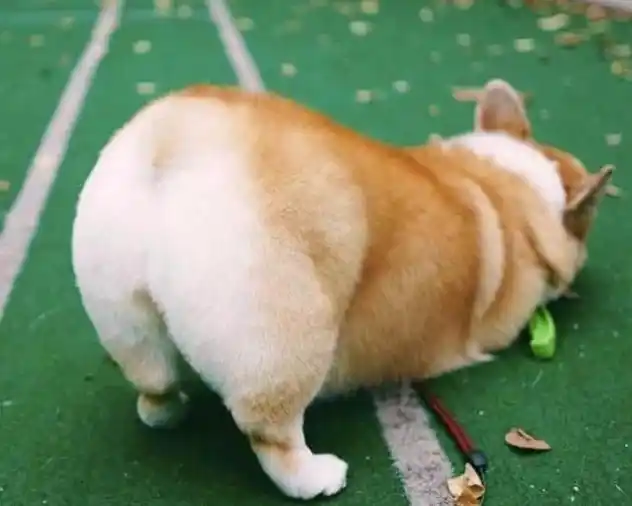 当狗不丢人_养狗人拍狗狗屁股_狗狗换衣尴尬瞬间