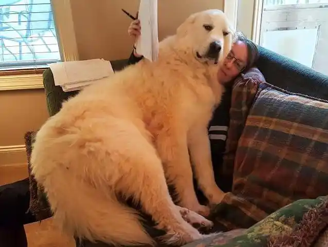 当狗不丢人_狗狗换衣尴尬瞬间_养狗人拍狗狗屁股