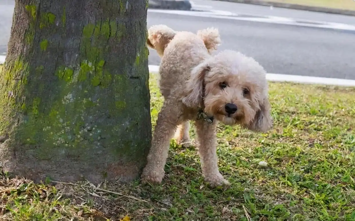 遛狗尴尬事件_遛狗社死瞬间_当狗不丢人