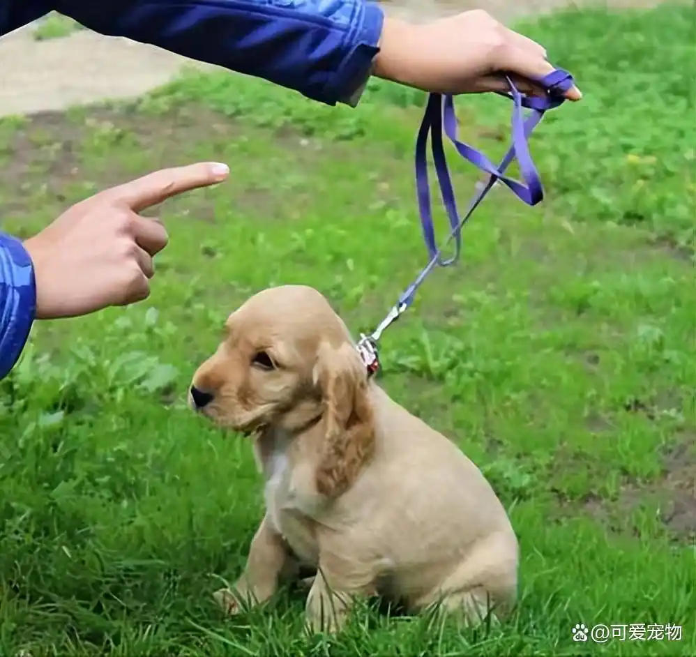 公狗饲养注意事项_当狗不丢人_狗性格特点