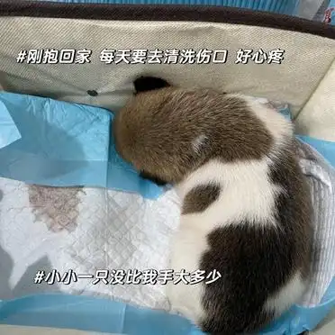 养土狗丢脸吗_土狗被嫌弃怎么办_当狗不丢人