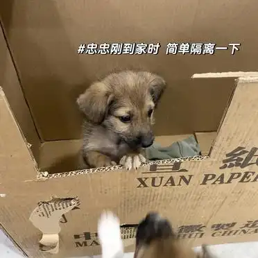当狗不丢人_土狗被嫌弃怎么办_养土狗丢脸吗