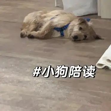 当狗不丢人_土狗被嫌弃怎么办_养土狗丢脸吗