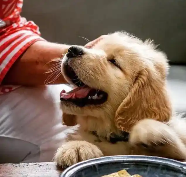 当狗不丢人_狗狗搞笑视频集锦_狗狗犯贱行为