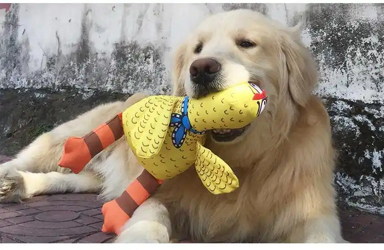 狗狗搞笑视频集锦_当狗不丢人_狗狗犯贱行为