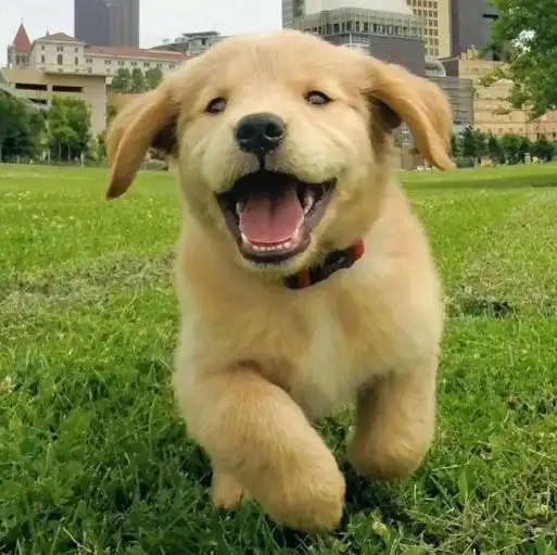 狗狗搞笑视频集锦_狗狗犯贱行为_当狗不丢人