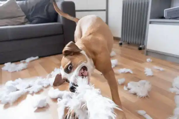 狗狗搞笑视频集锦_狗狗犯贱行为_当狗不丢人