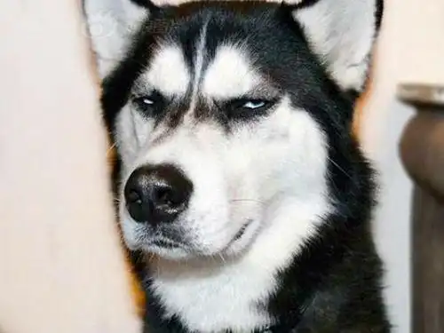 当狗不丢人_狗狗搞笑视频集锦_狗狗犯贱行为