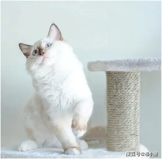 躺平_宠物躺平现象_猫咪躺平心态