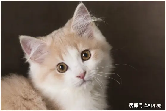 猫咪躺平心态_躺平_宠物躺平现象