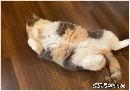 躺平_猫咪躺平心态_宠物躺平现象