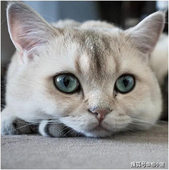 猫咪躺平心态_宠物躺平现象_躺平